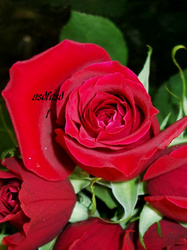 Rose1_medium