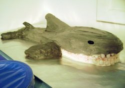 Shark3_medium