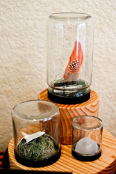 Space_party_terrariums_medium