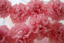 Poodle_poms_by_pom_flair_medium