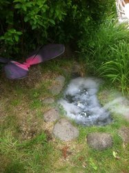 Wonderland_the_pond_medium