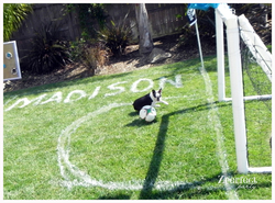 Zperfect_party_soccer_dog_medium