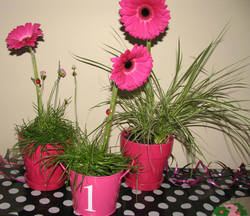 Ladybug_party_3403_edited-1_medium