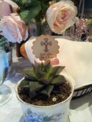 Succulent_medium