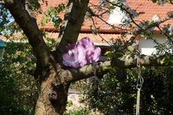 Dsc07464_medium