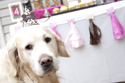 Leopard_dog_party_theme_0193_medium