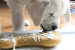 Puppy_party-7_medium