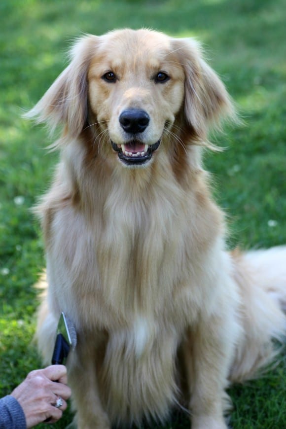 The Best Way to Clean Up Dog Messes Catch My Party