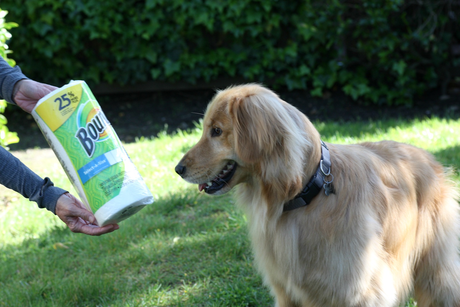 The Best Way to Clean Up Dog Messes Catch My Party