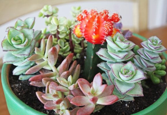 Succulent Garden Painted Pot DIY Succulent Garden Painted Pot DIY