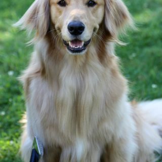 Bounty-golden-retriever-1a-320x320