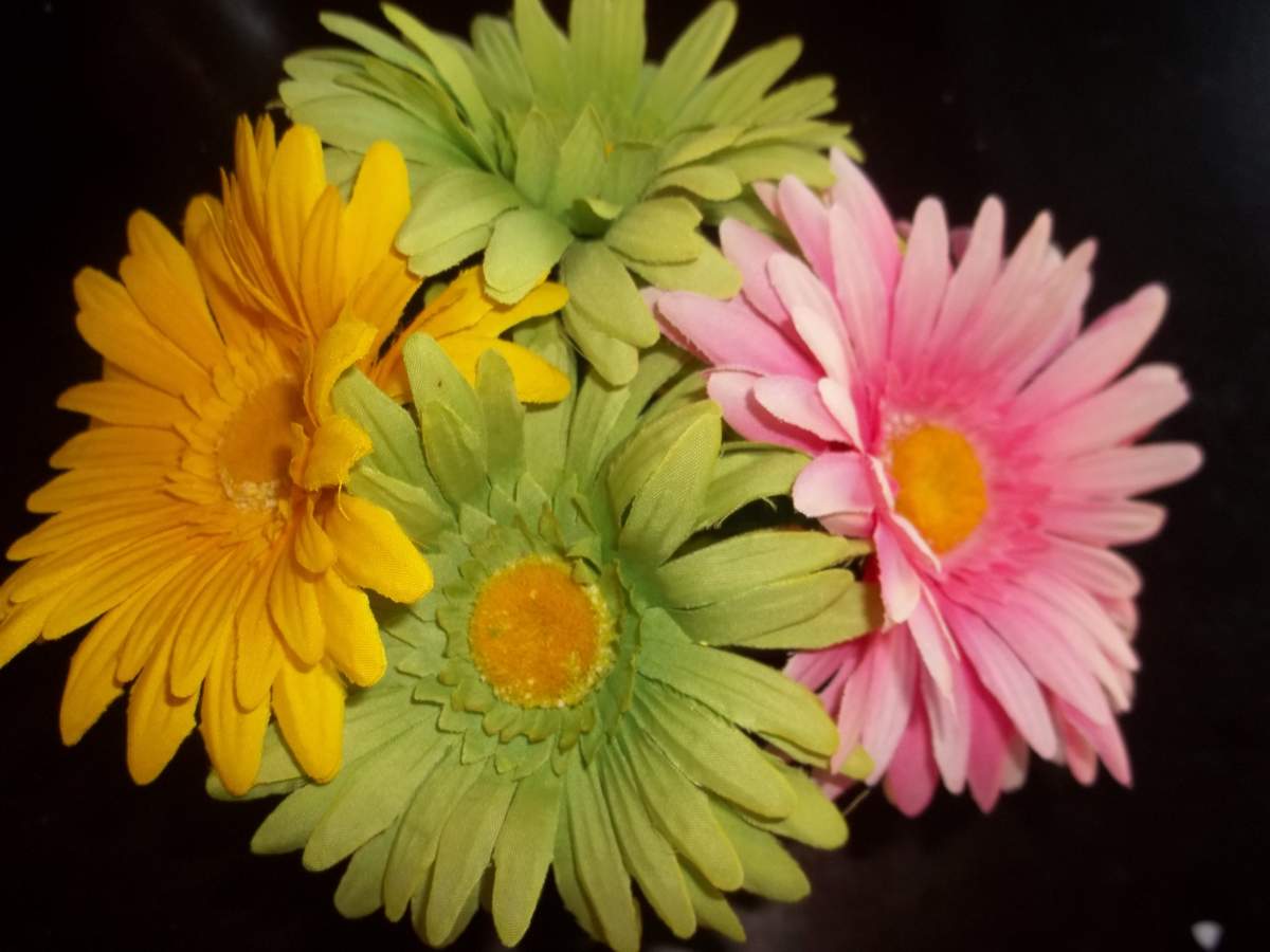 A Baby Shower for Daisie - Daisy Spring Flower
