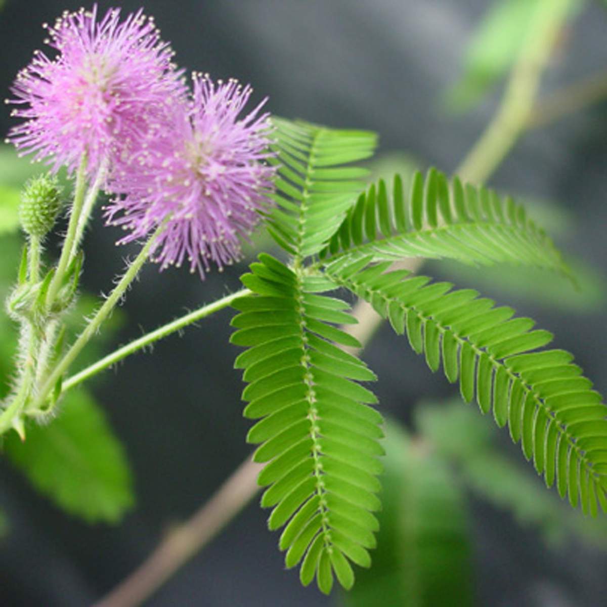 TickleMe Plant Party - Gardening