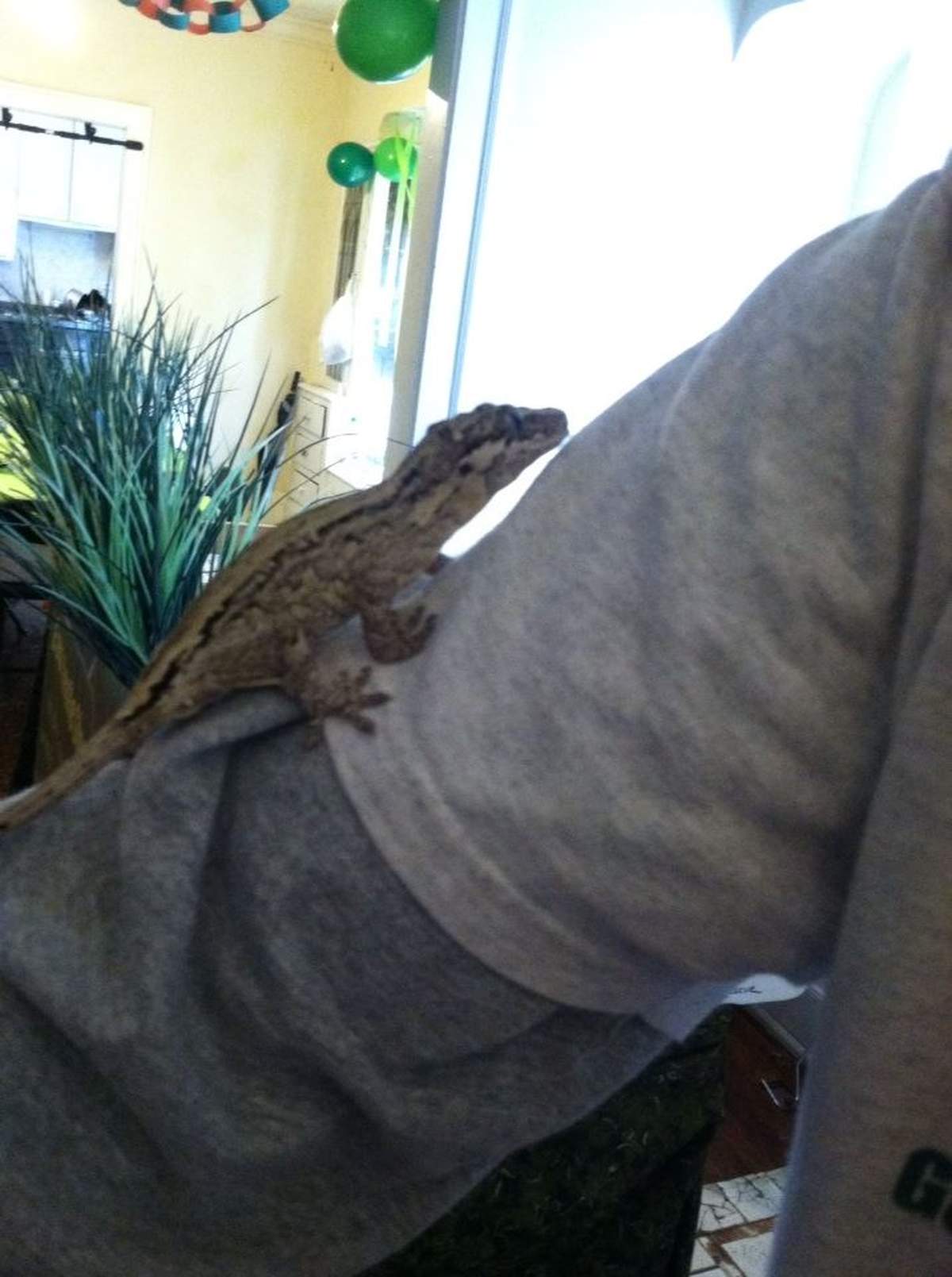 Reptile Birthday Party - Reptiles