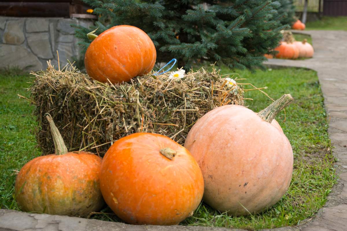 October Wedding at the Countryside - Pumpkins
