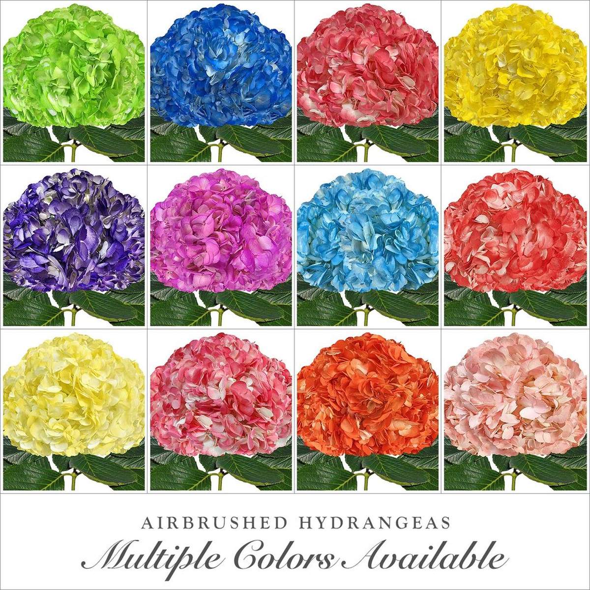 RAINBOW PARTY ALL COLORS PAINTED FLOWERS - RAINBOW PARTY ALL COLORS PAINTED FLOWERS