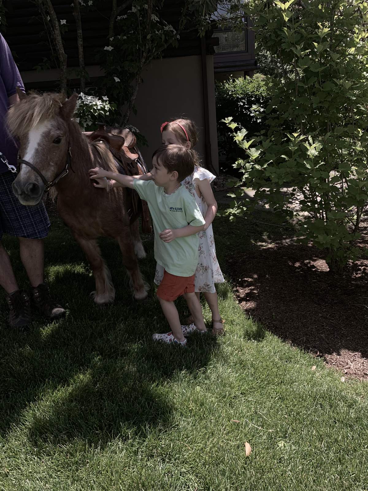 Isabel’s farm party  - Adopt a farm animal 