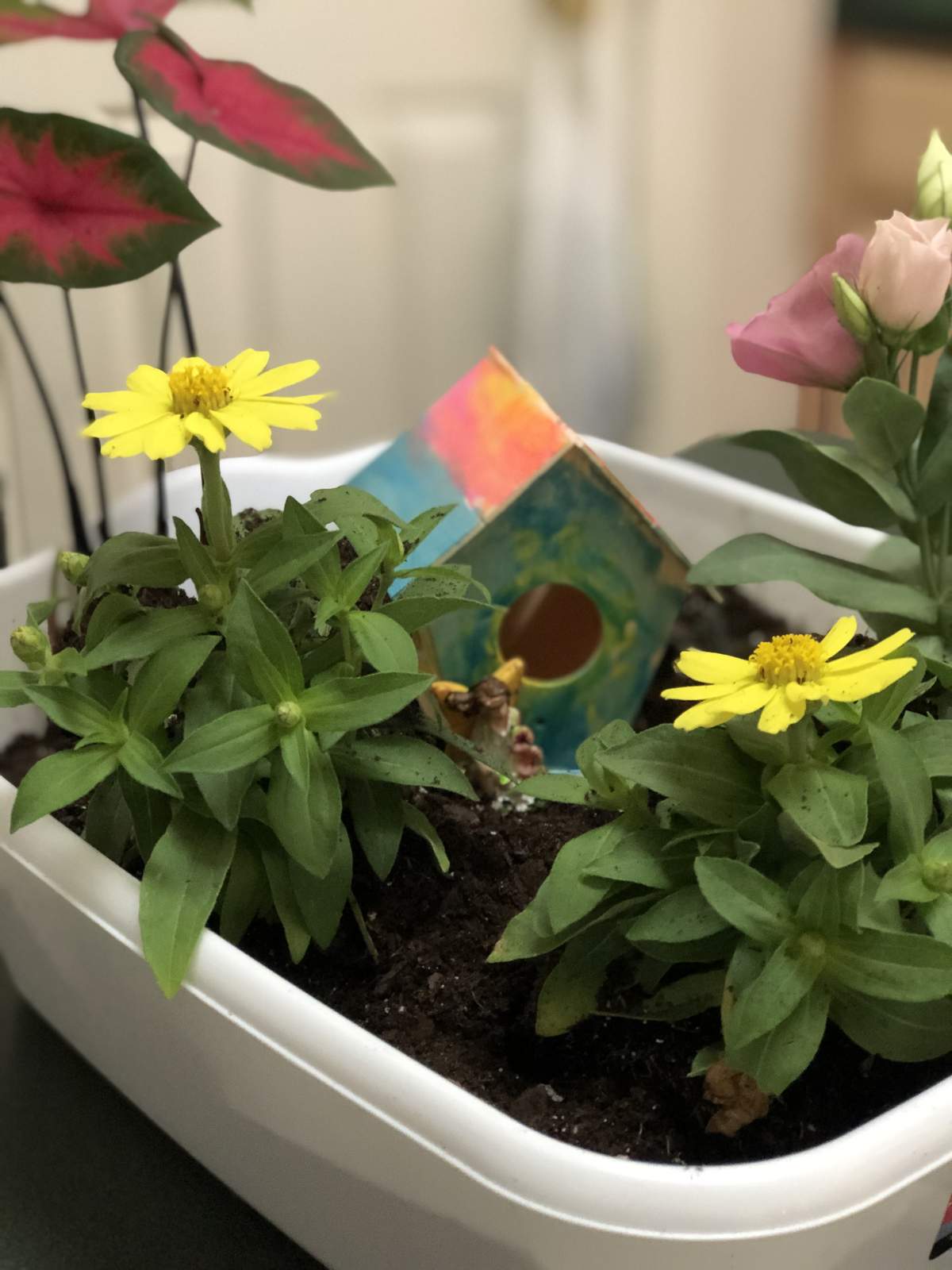 Avonlea’s in-person social distance fairy garden party - Fairy garden, Quarantine, Social Distant