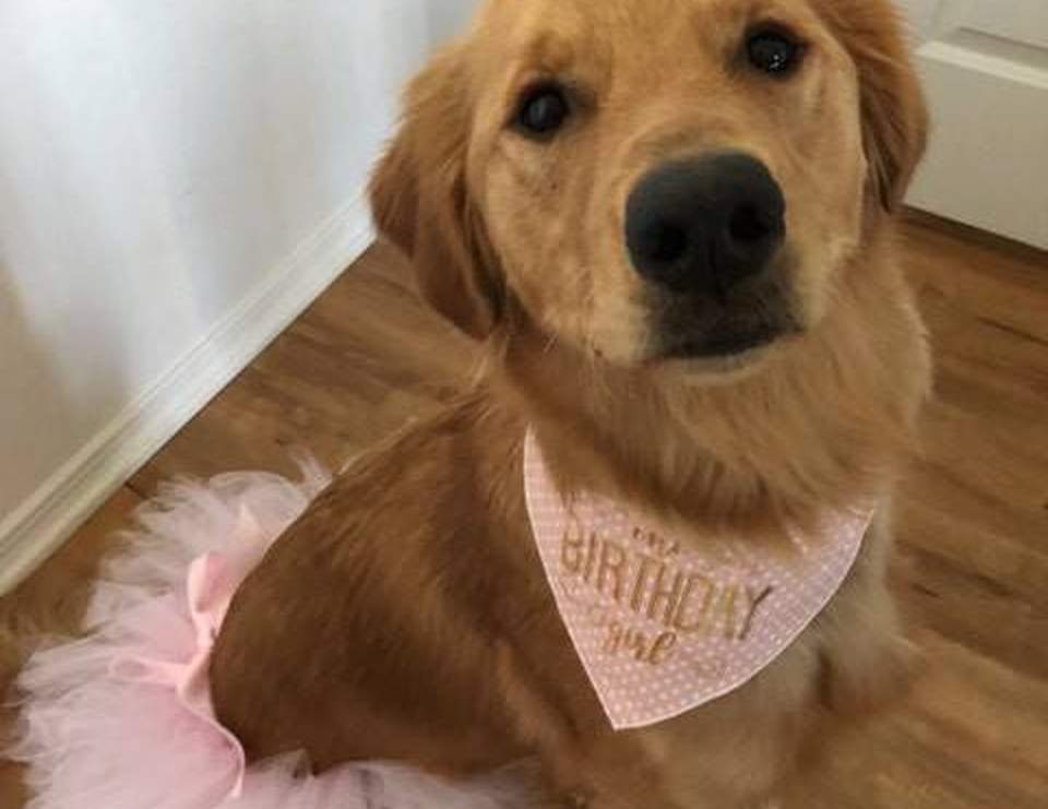 puppy 1st birthday party