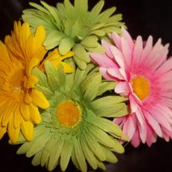 A Baby Shower for Daisie - Daisy Spring Flower