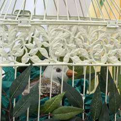 Baby Shower - Sage Green, Lemon & White (Bird Cage) -  Sage Green, Lemon & White (Bird Cage)