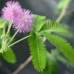 TickleMe Plant Party - Gardening