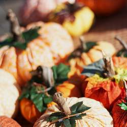 Growing Brilliant Fall Festival - None