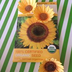 Sunflower Garden - None