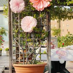 Think Pink - Pink and Rose