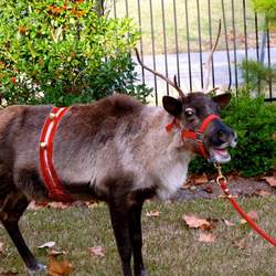 Reindeer Party 2014! - None