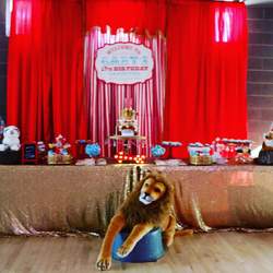 Gaby's 17th Circus Birthday - None
