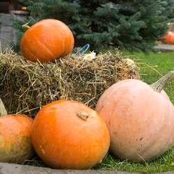 October Wedding at the Countryside - Pumpkins