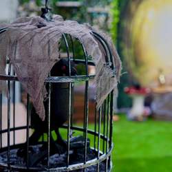 Forbidden Forest Birthday Party - Spooky Forest / Halloween 