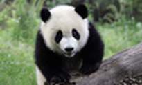Smilingpanda
