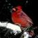 Robin S