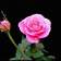 Linda S