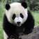 Smilingpanda