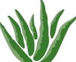 Aloe Up