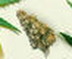 Alexcdb