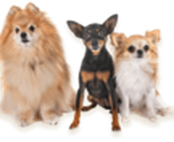 scop d doo